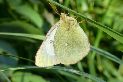 Réf. 287 061 : Colias palaeno